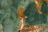 Gary Green Jasper (Larsonite) Bog Wood Slab - Oregon #377740-1